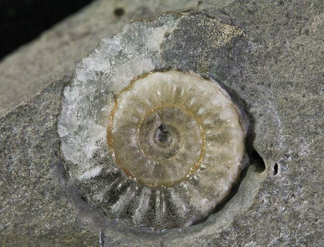 Promicroceras Ammonite - Dorset, England #30721